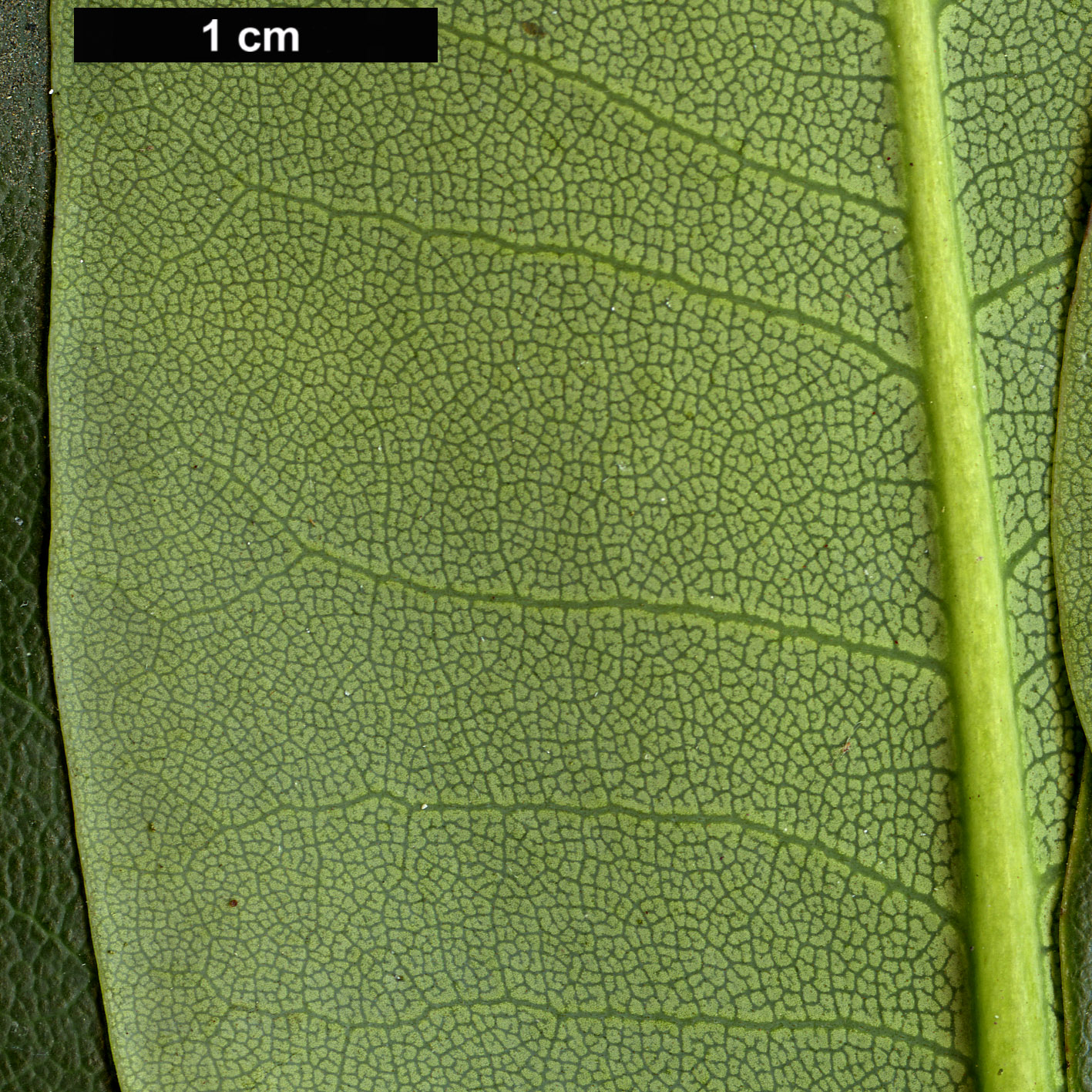 High resolution image: Family: Ericaceae - Genus: Rhododendron - Taxon: wardii